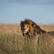 Illustration for article titled Zimbabwe Claims More Than One Asshole American Poached Lion